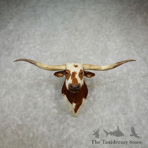 Texas Longhorn Shoulder Mount For Sale #17414 @ The Taxidermy Store