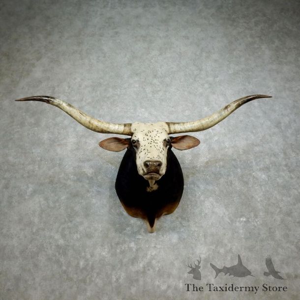 Texas Longhorn Shoulder Mount For Sale #17179 @ The Taxidermy Store