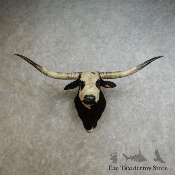 Texas Longhorn Shoulder Mount For Sale #17234 @ The Taxidermy Store