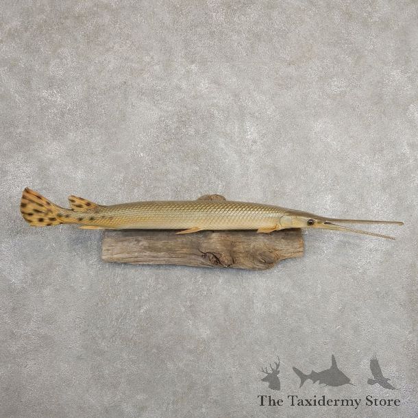 Longnose Gar Fish Mount For Sale #20900 @ The Taxidermy Store