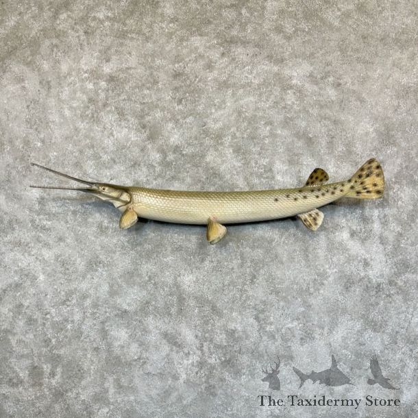 Longnose Gar Fish Mount For Sale #29156 @ The Taxidermy Store