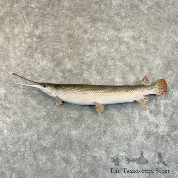 Longnose Gar Fish Mount For Sale #29202 @ The Taxidermy Store