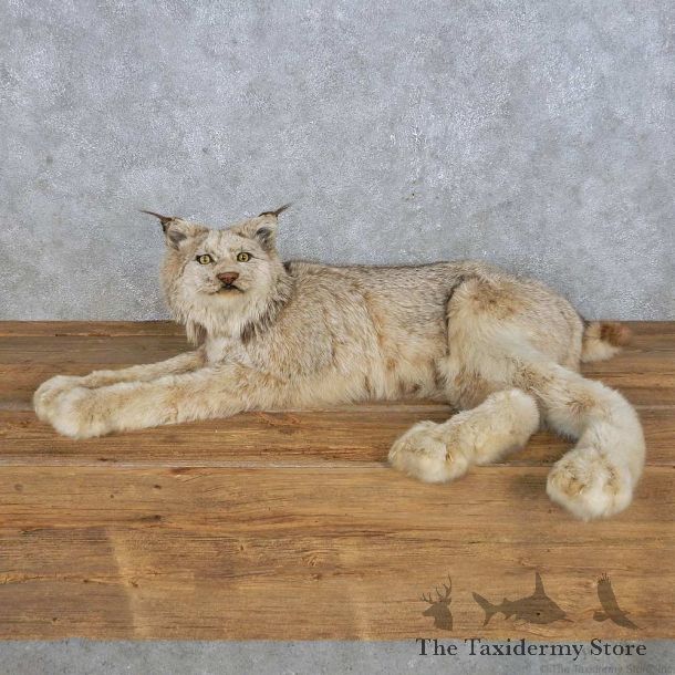 Alaskan Lynx Mount For Sale #14926 @ The Taxidermy Store