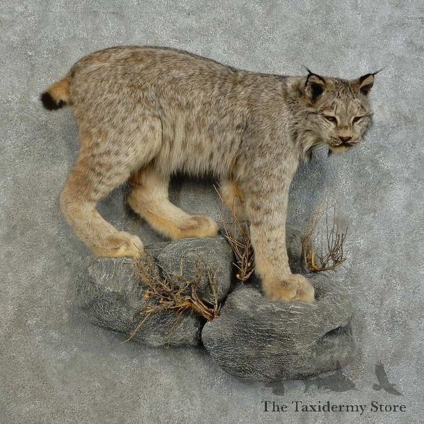 Alaskan Lynx Life-Size Mount For Sale #16865 @ The Taxidermy Store