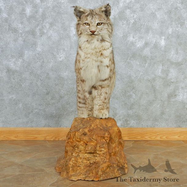 Standing Bobcat Life Size Taxidermy Mount M1 #12811 For Sale @ The Taxidermy Store