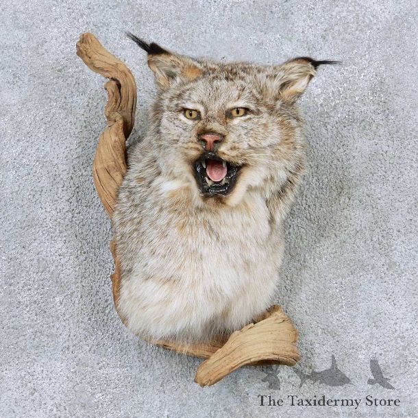 Alaskan Lynx Shoulder Mount For Sale #13898 For Sale @ The Taxidermy Store