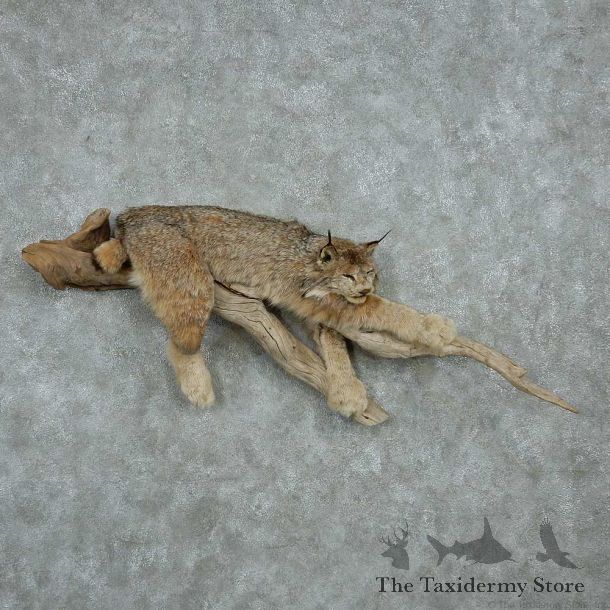 Laying Alaskan Lynx Life Size Mount #13602 For Sale @ The Taxidermy Store