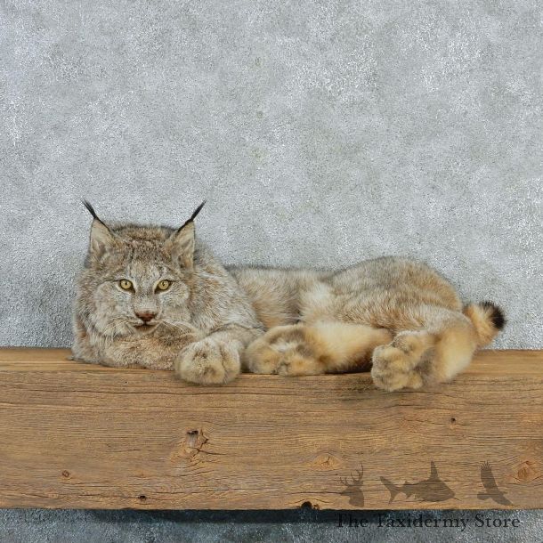 Lynx Taxidermy Mount M1 #12807 For Sale @ The Taxidermy Store