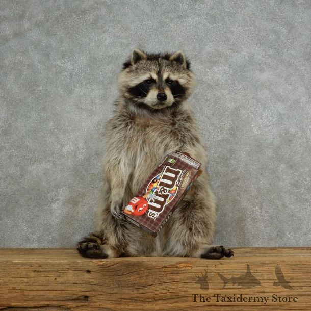 “M&M's” Raccoon Mount For Sale #17119 @ The Taxidermy Store