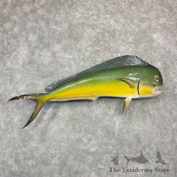 Reproduction Mahi Mahi Taxidermy Fish Mount #26156 For Sale @ The Taxidermy Store