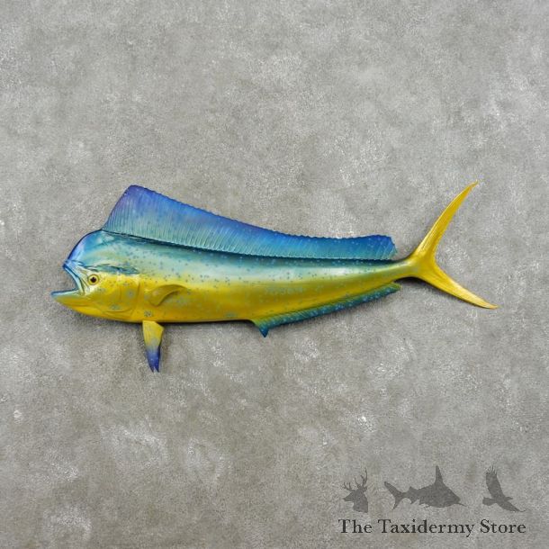 Mahi Mahi Taxidermy Fish Mount #17344 For Sale @ The Taxidermy Store
