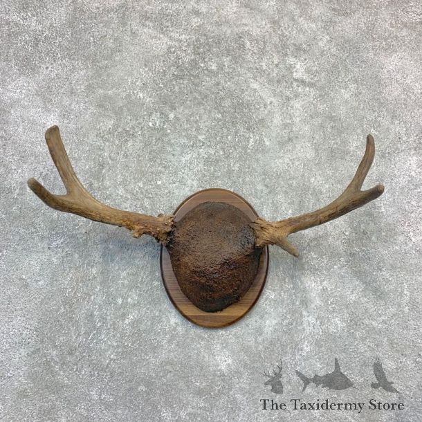 Maine Moose Antler Plaque For Sale #23191 @ The Taxidermy Store
