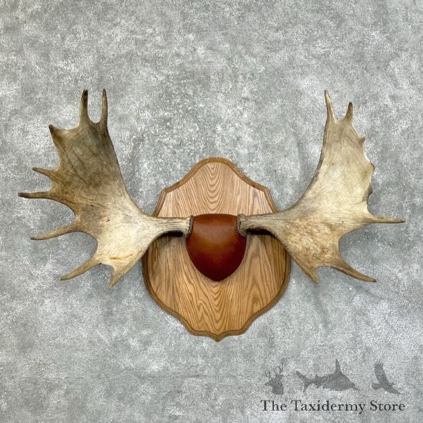 Maine Moose Antler Plaque For Sale #25437 @ The Taxidermy Store