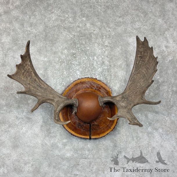 Maine Moose Antler Plaque For Sale #25486 @ The Taxidermy Store