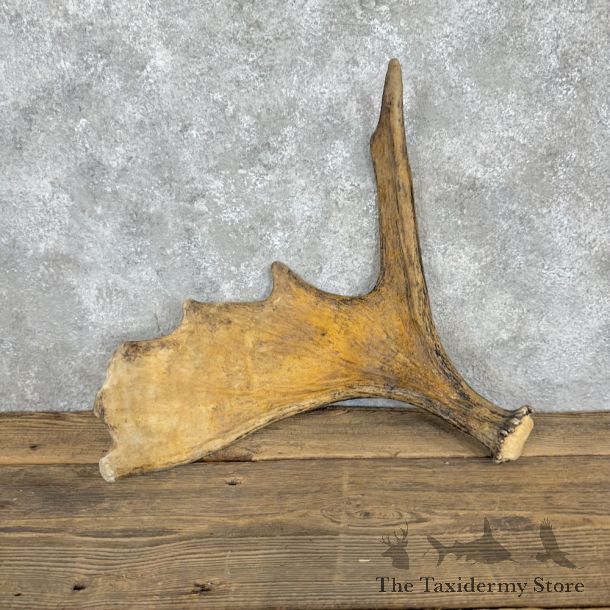 Maine Moose Antler Shed For Sale #29294 @ The Taxidermy Store