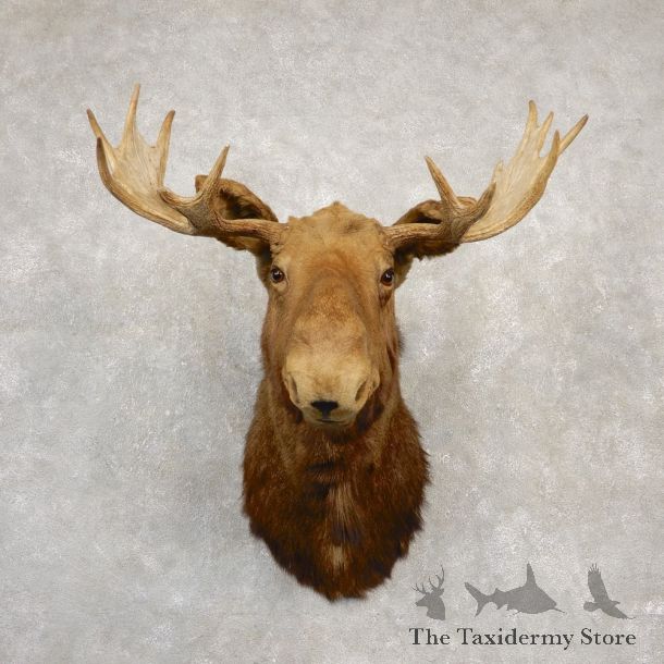 Maine Moose Shoulder Mount For Sale #20512 @ The Taxidermy Store