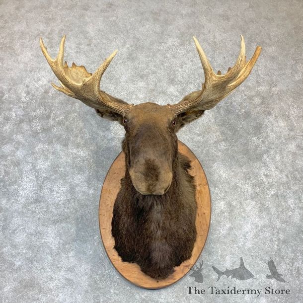 Maine Moose Shoulder Mount For Sale #23149 @ The Taxidermy Store