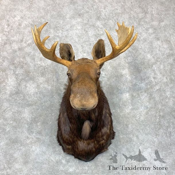 Maine Moose Shoulder Mount For Sale #23484 @ The Taxidermy Store