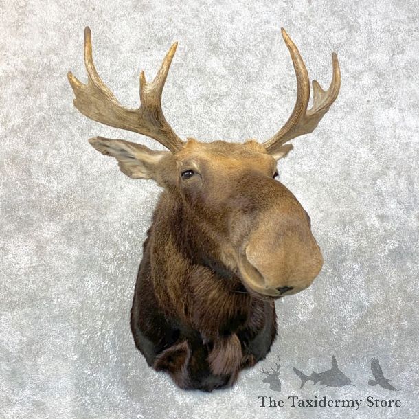 Maine Moose Shoulder Mount For Sale #23871 @ The Taxidermy Store