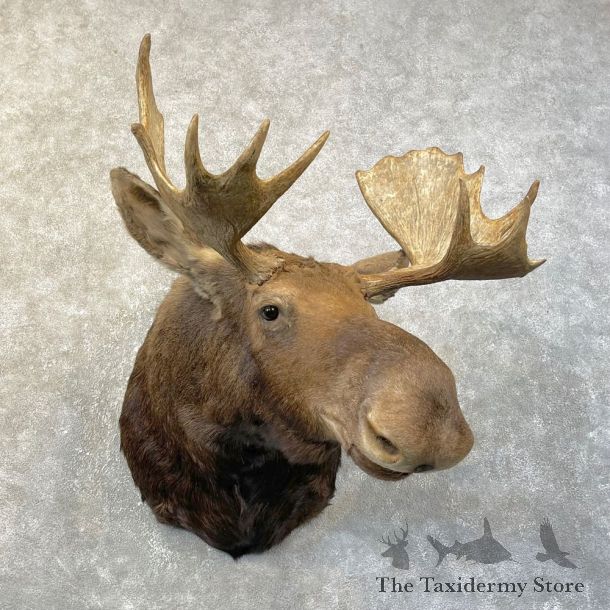 Maine Moose Shoulder Mount For Sale #25145 @ The Taxidermy Store