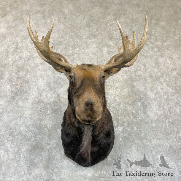 Maine Moose Shoulder Mount For Sale #26475 @ The Taxidermy Store