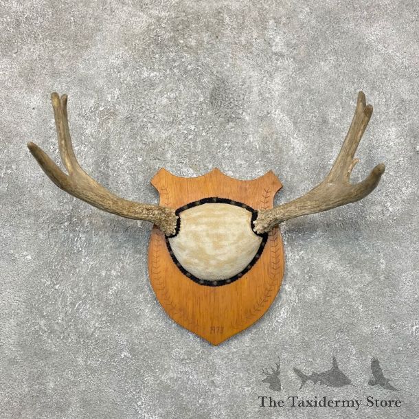 Maine Mouse Antler Plaque For Sale #24259 @ The Taxidermy Store
