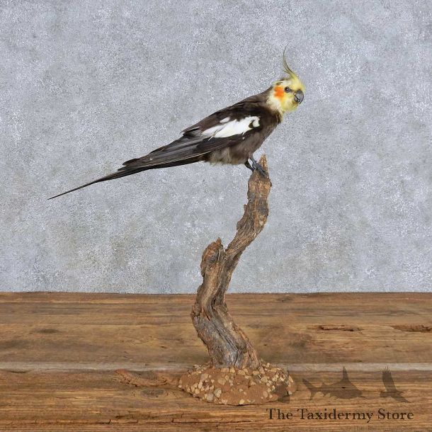 Perched Male Cockatiel Mount For Sale #14398 @ The Taxidermy Store