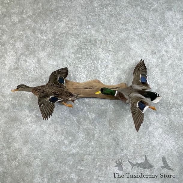 Mallard Drake and Hen Taxidermy Duck Mount For Sale #25759 - The Taxidermy Store