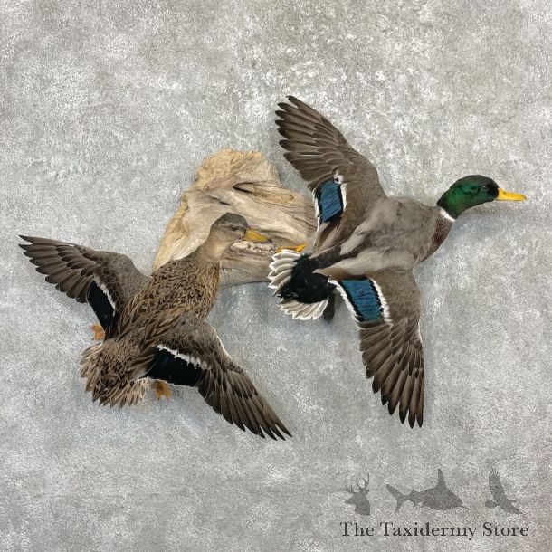Mallard Drake and Hen Duck Mount For Sale #27229 - The Taxidermy Store