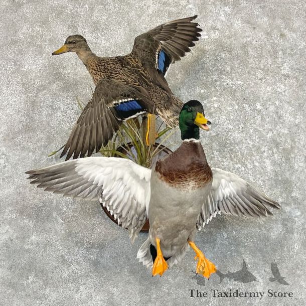 Mallard Drake and Hen Duck Mount For Sale #27637 - The Taxidermy Store