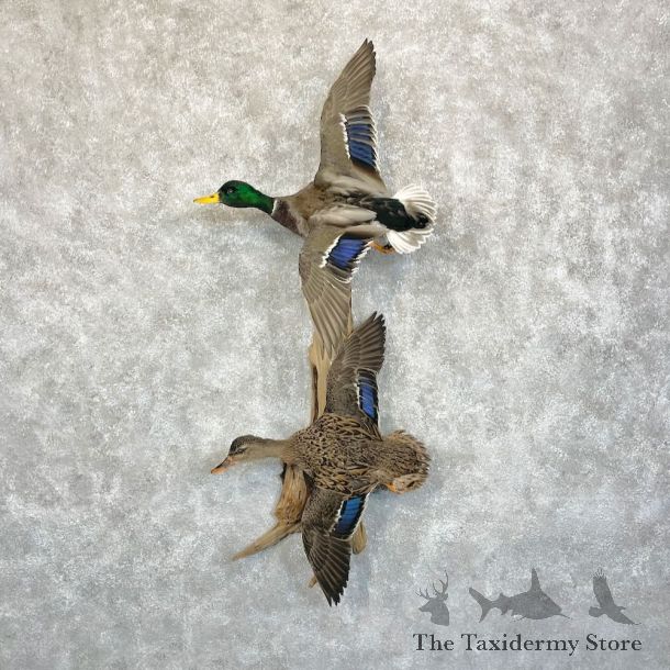 Mallard Drake and Hen Duck Mount For Sale #28087 - The Taxidermy Store