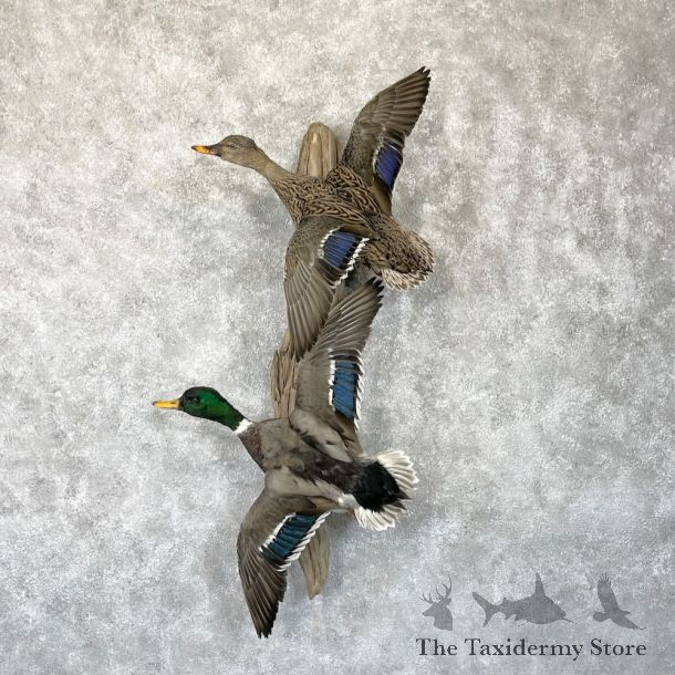 Mallard Drake and Hen Duck Mount For Sale #28187 - The Taxidermy Store