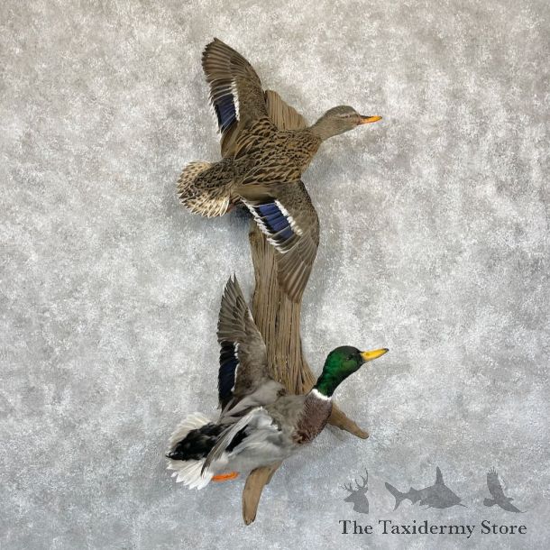 Mallard Drake and Hen Duck Mount For Sale #28188 - The Taxidermy Store