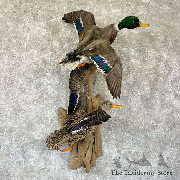 Mallard Drake and Hen Duck Mount For Sale #28189 - The Taxidermy Store