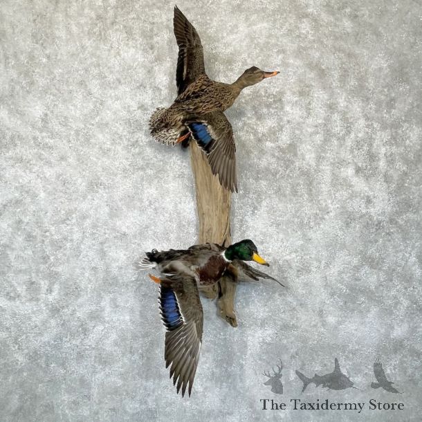 Mallard Drake and Hen Duck Mount For Sale #28190 - The Taxidermy Store