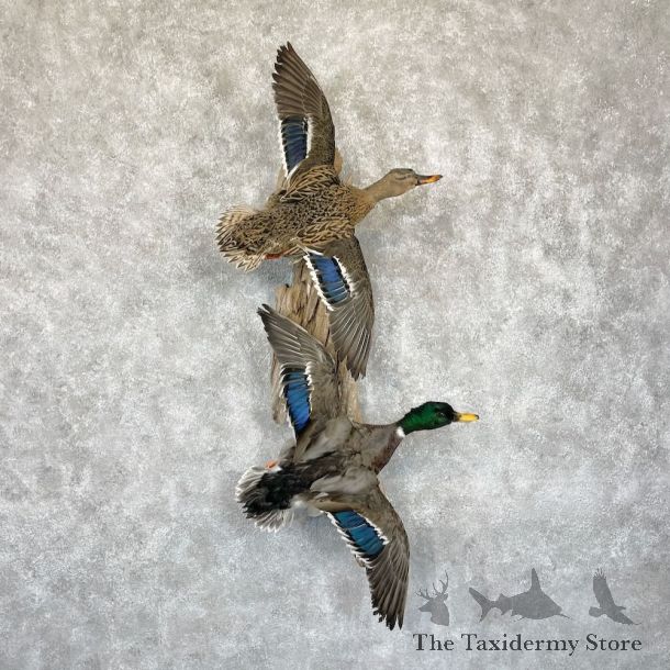 Mallard Drake and Hen Duck Mount For Sale #28191 - The Taxidermy Store