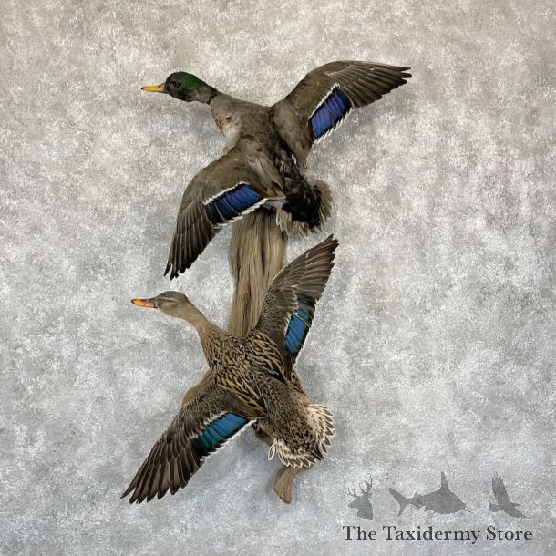 Mallard Drake and Hen Duck Mount For Sale #28193 - The Taxidermy Store