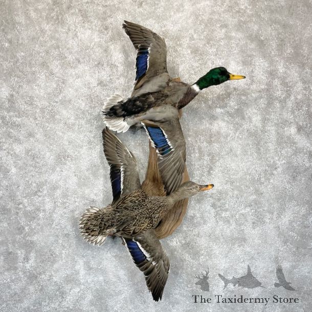 Mallard Drake and Hen Duck Mount For Sale #28195 - The Taxidermy Store