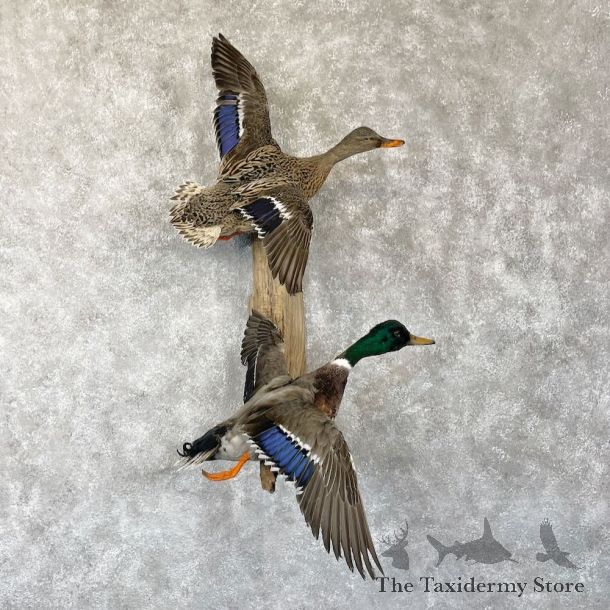 Mallard Drake and Hen Duck Mount For Sale #28197 - The Taxidermy Store