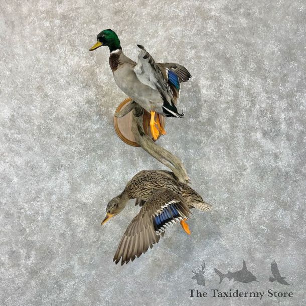 Mallard Drake and Hen Duck Mount For Sale #28524 - The Taxidermy Store