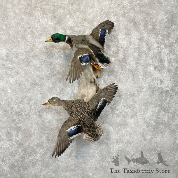 Mallard Drake and Hen Duck Mount For Sale #28525 - The Taxidermy Store