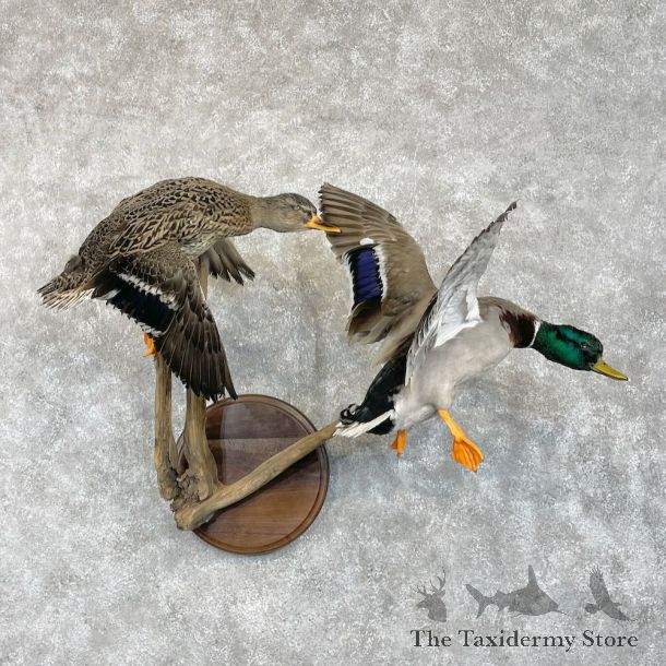 Mallard Drake and Hen Duck Mount For Sale #28526 - The Taxidermy Store