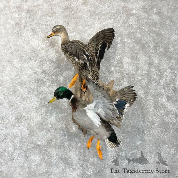 Mallard Drake and Hen Duck Mount For Sale #28527 - The Taxidermy Store