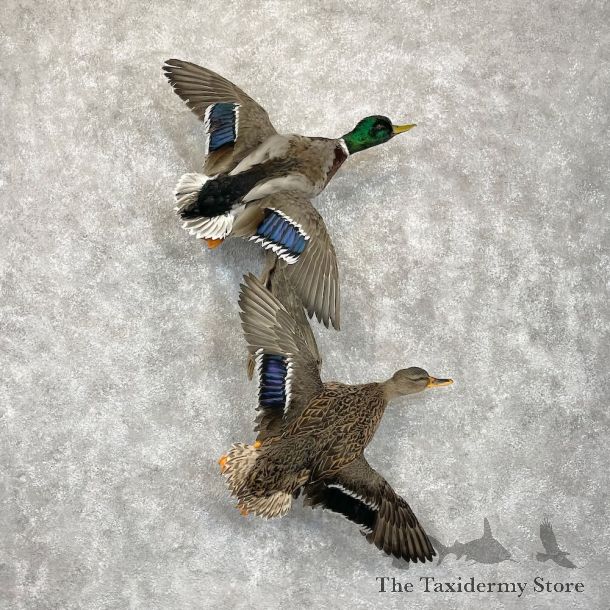 Mallard Drake and Hen Duck Mount For Sale #28528 - The Taxidermy Store