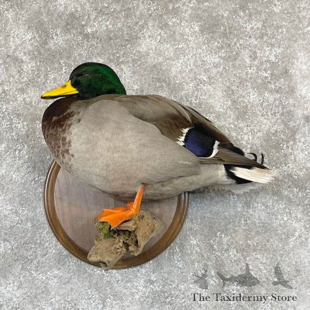 Mallard Duck Drake Bird Mount For Sale #28124 - The Taxidermy Store