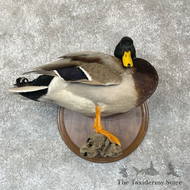 Mallard Duck Drake Bird Mount For Sale #28126 - The Taxidermy Store