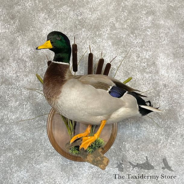 Mallard Duck Drake Bird Mount For Sale #28128 - The Taxidermy Store