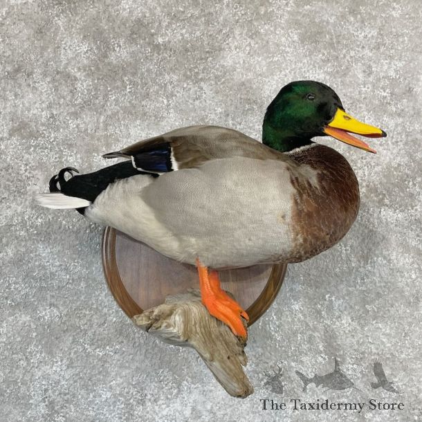 Mallard Duck Drake Bird Mount For Sale #28130 - The Taxidermy Store