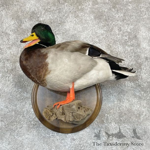 Mallard Duck Drake Bird Mount For Sale #28132 - The Taxidermy Store