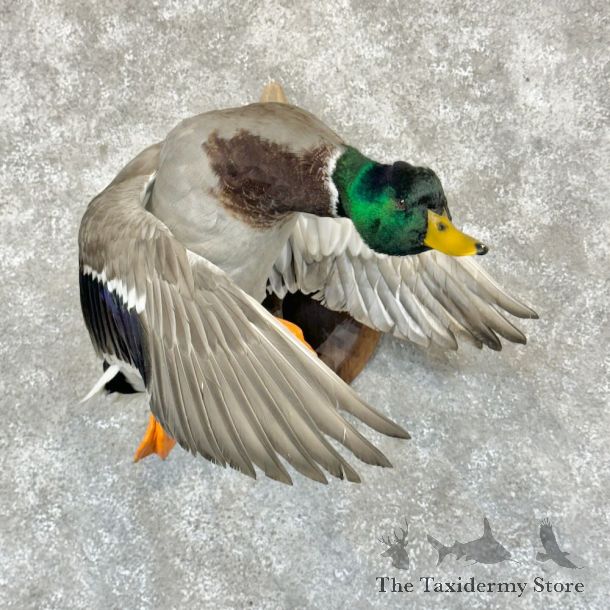 Mallard Duck Drake Bird Mount For Sale #29127 - The Taxidermy Store